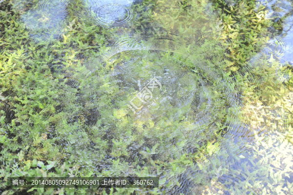 水草,漣漪