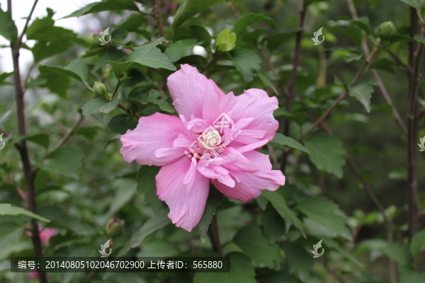 花