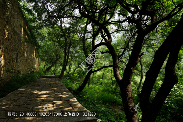 樹林石板道路