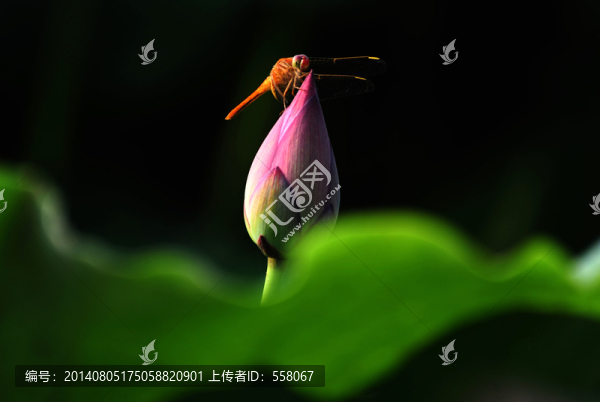 荷花,荷花攝影,荷花圖片