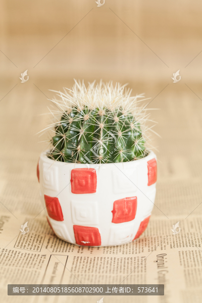 仙人掌