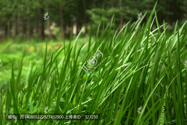 水草