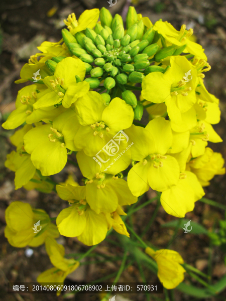 油菜花,油菜,油菜田,黃花