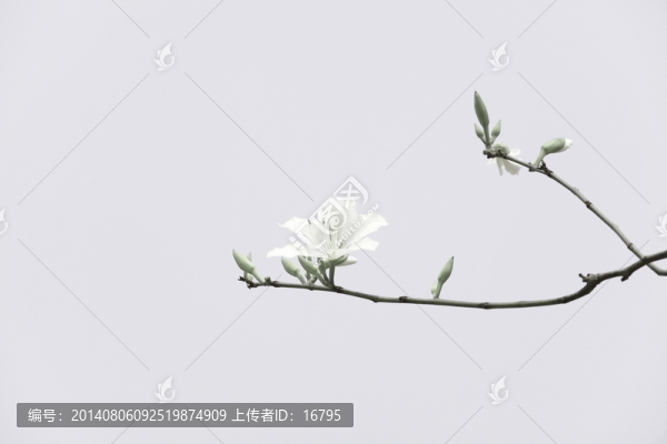 高清紫荊花