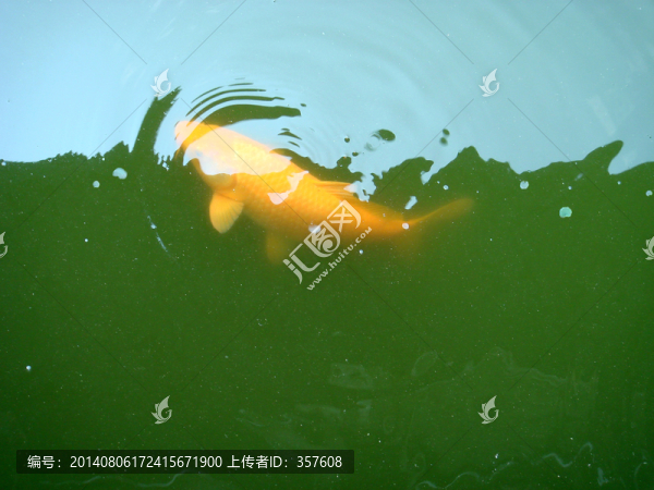 紅鯉魚