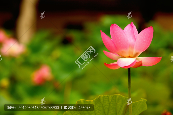 露水紅蓮