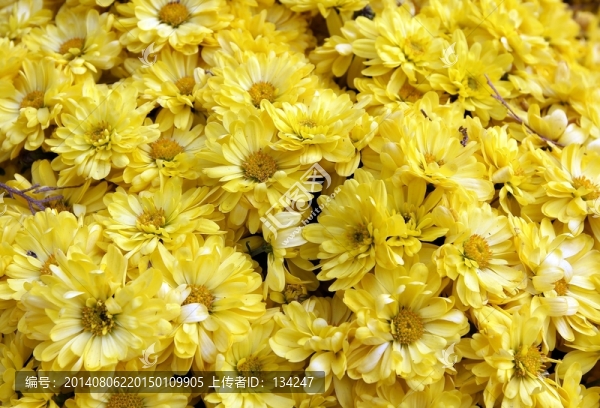 黃色小花