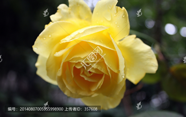 黃玫瑰