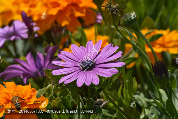 非洲菊