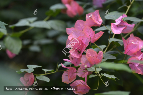 三角梅