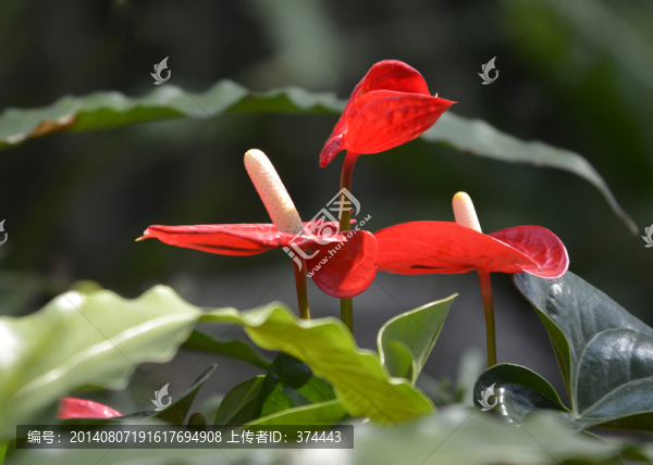 花燭
