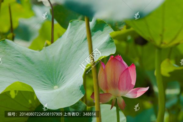 荷花