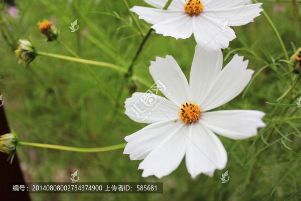 花