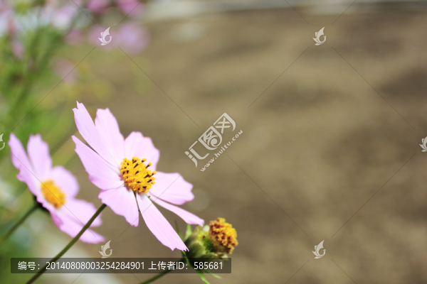 粉色花