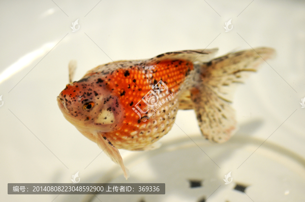 金魚
