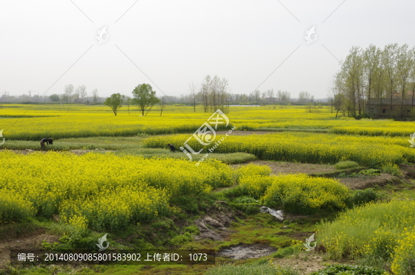 湖區(qū)村莊油菜花海