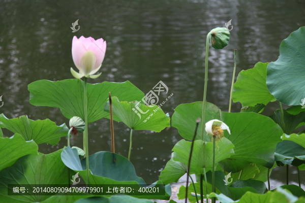 水塘里的蓮花