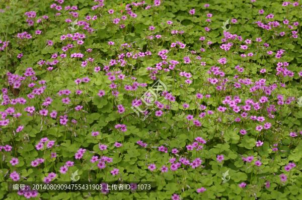 護坡花草
