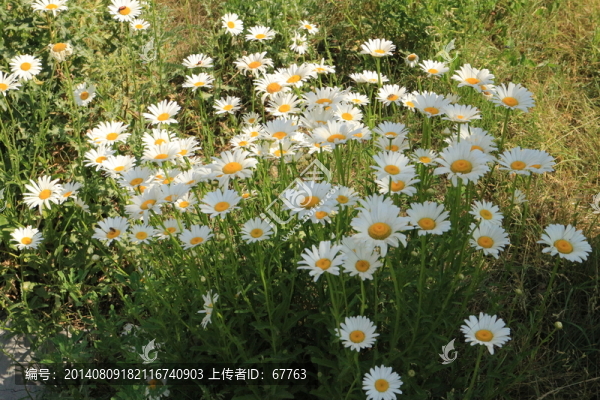 茂盛的雛菊