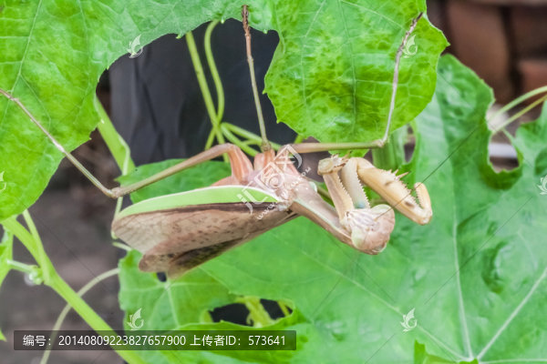 螳螂