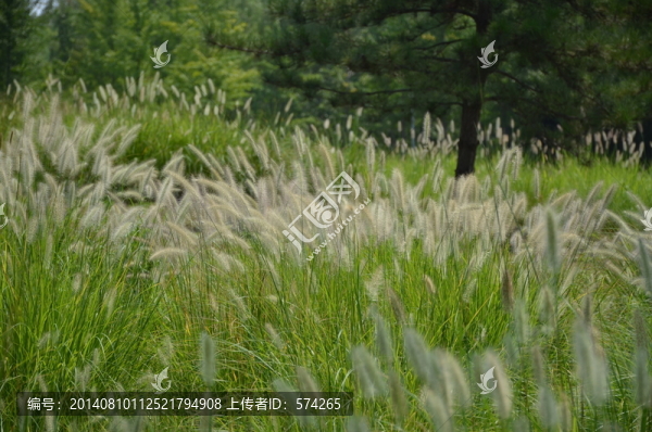 狗尾巴草