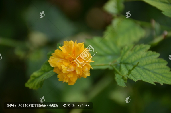 棣棠花