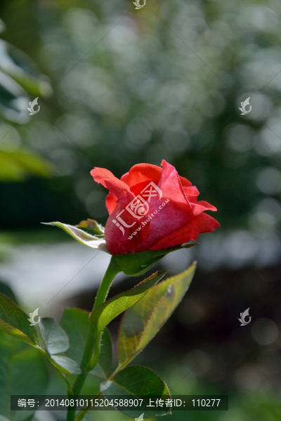 月季花