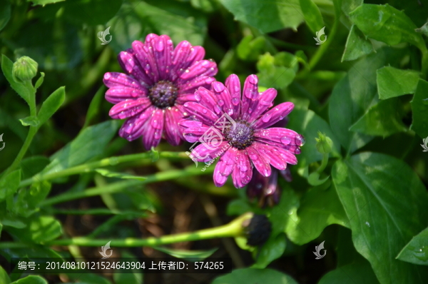 藍(lán)目菊