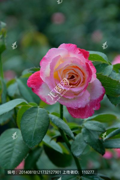 月季花