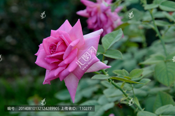 月季
