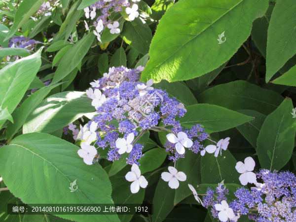 小蘭花