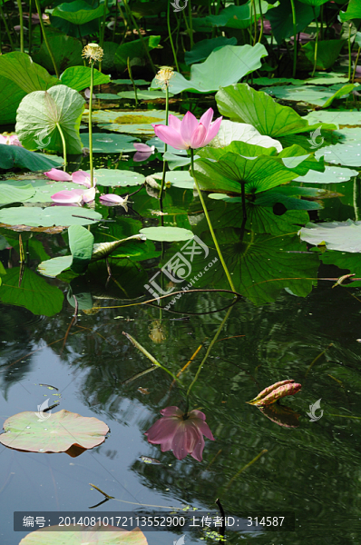 荷花