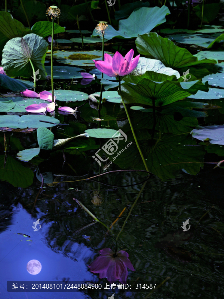荷花