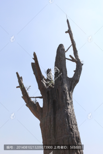 骷樹