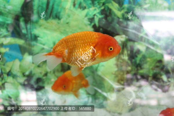 金魚