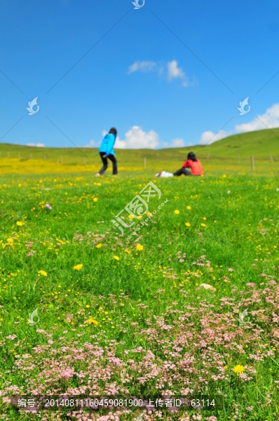 大美青海,高原牧場,草原野花