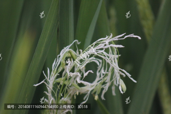 開(kāi)花的稻穗