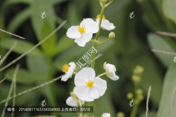 盛開的花
