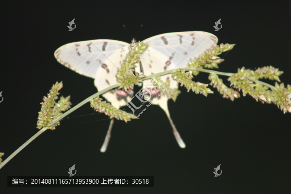 草尖上的白蝴蝶