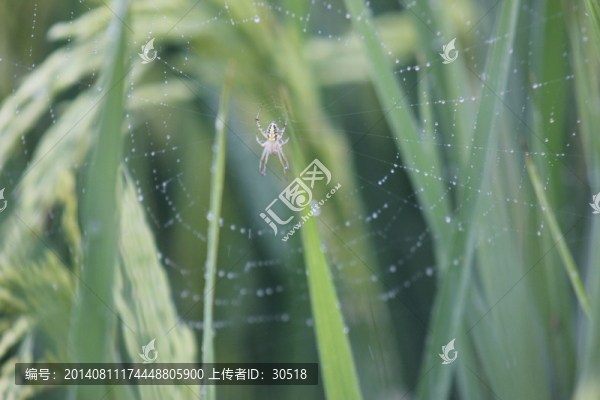 等待捕食的蜘蛛