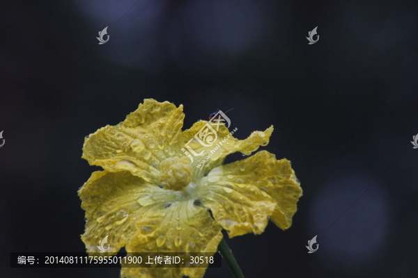 綻放的絲瓜花
