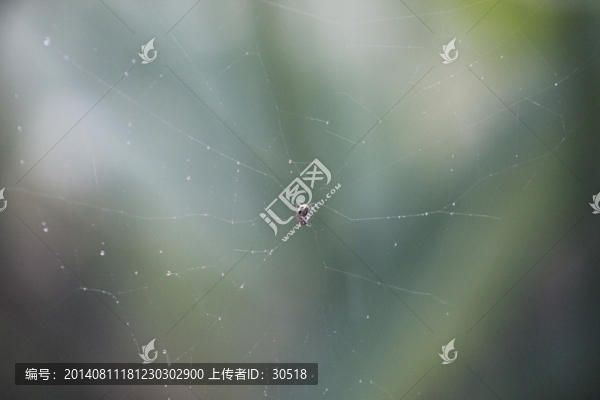 等待捕食的蜘蛛