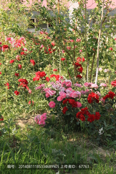 月季花