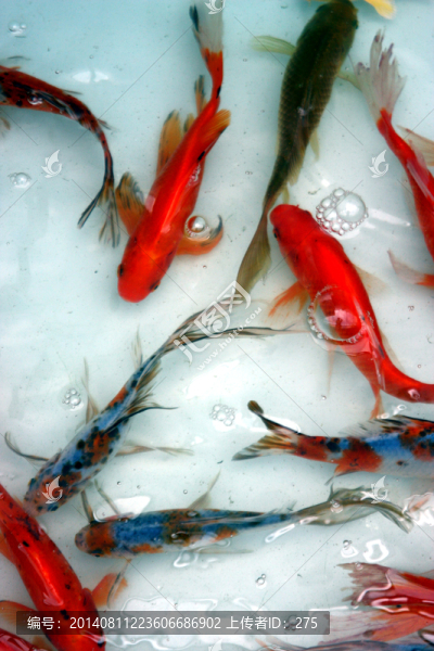 魚,觀賞魚,繪畫寫生素材
