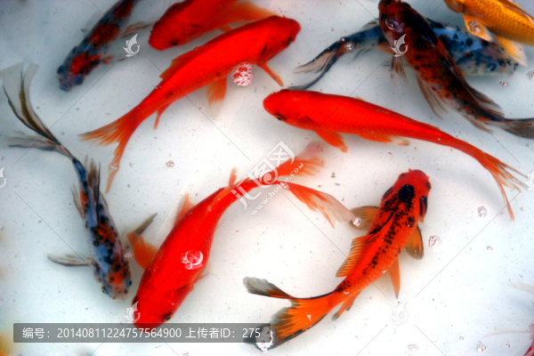 魚