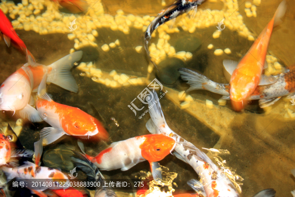 魚,觀賞魚,漂亮大錦鯉