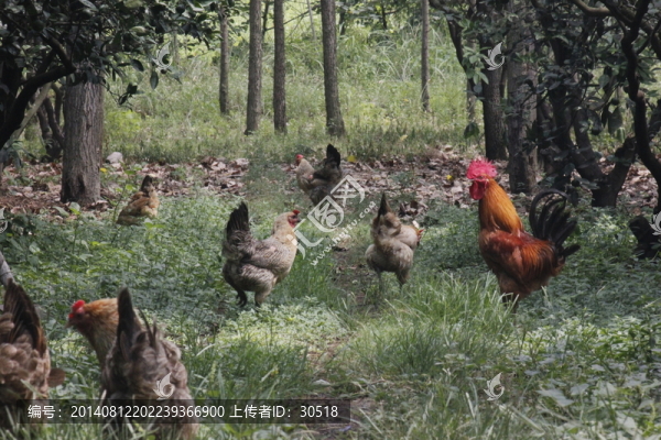 林下放養(yǎng)的雞群