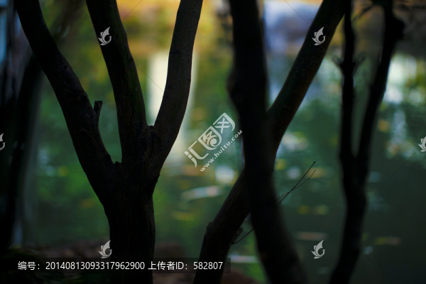 樹杈間的風景
