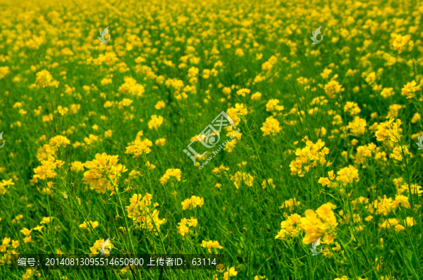 大美青海,油菜花