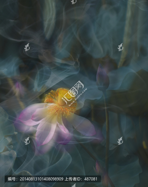 創(chuàng)意荷花